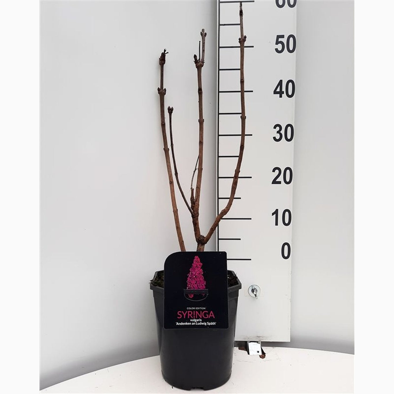 Syren (V); – Syringa vulgaris 'Anden an Ludwig Späth' - C5 50-60 CM